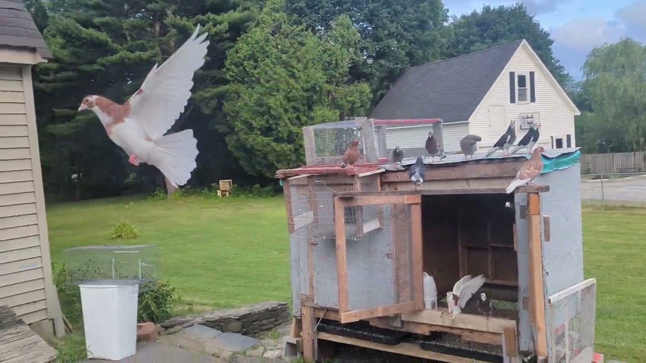 Skyward Selections: Kit Box #2 Roller Pigeons