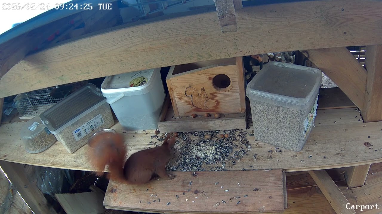 08 14 kommen Meise, Rotkehlchen und Eichhörnchen an die Boxen