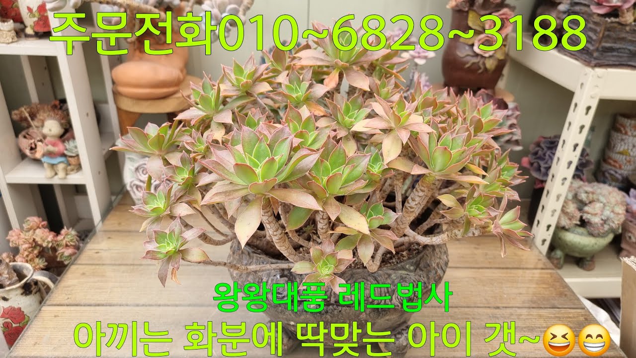 (26.3.11.수)풍성하다 못해 미어터져요~😆😁
