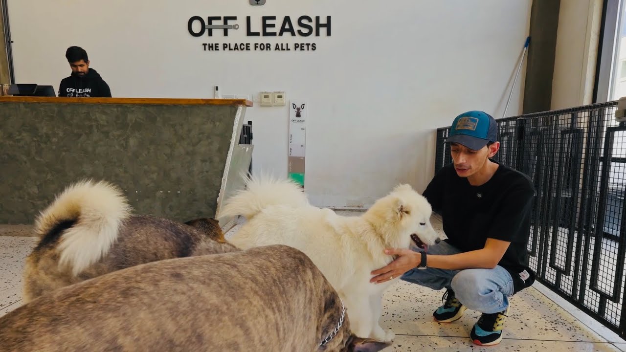 Off Leash company محمود و كوڤو الكويت