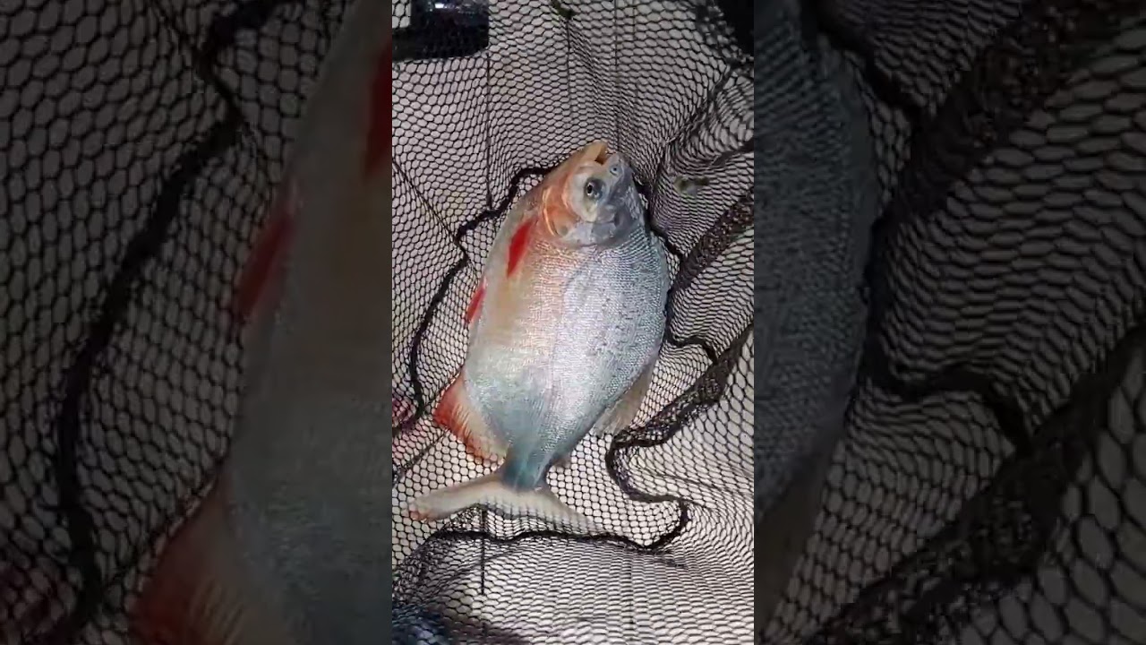 Amazing Fishing🐟 