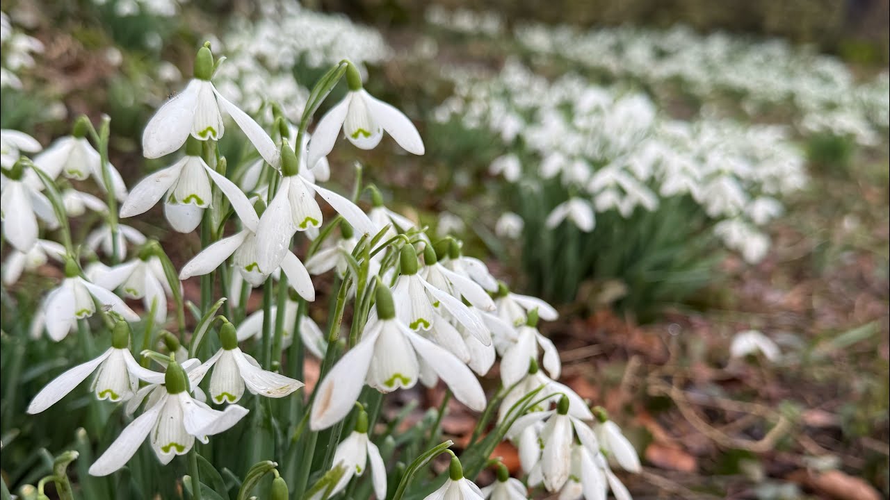 Snowdrop Trail in the Cotswolds Cerney House Gardens // Lottie’s Garden Visit Tours