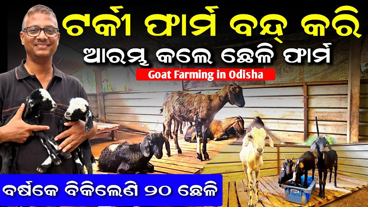 &ldquo;Odisha Farmer Shuts Down 1000 🦃Turkey Farm 😲 | Switches to Profitable 🐐Goat Farming in odisha &rdquo;