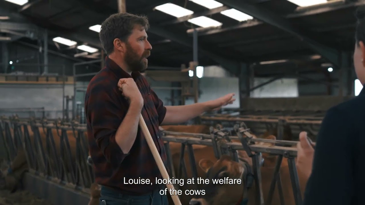 Jim Smith gets a job for a day on a dairy farm