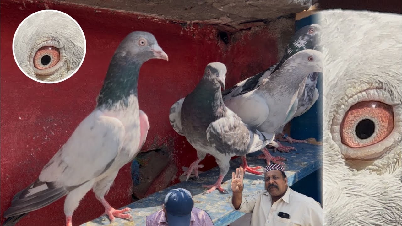 Haji Saab koi kalbtor zaya nai ho ga inshallah|| high flyer kalbtor 