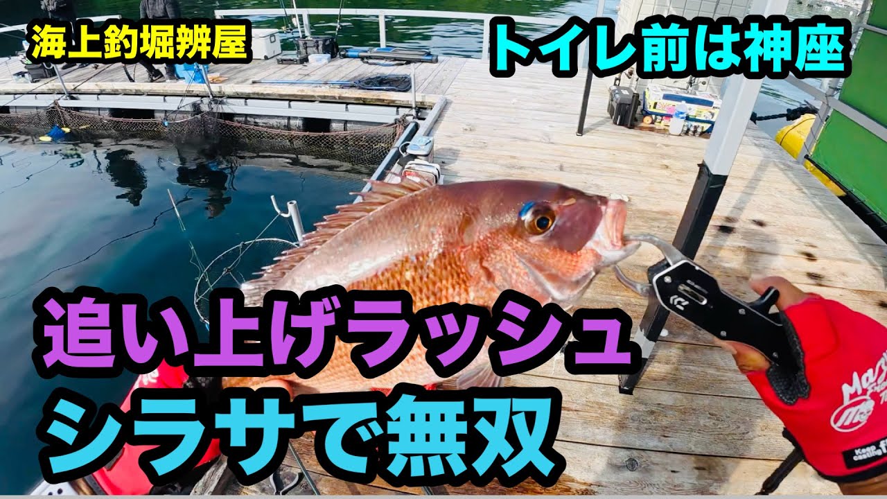 【海上釣堀辨屋】シラサで追い上げ無双@Pポチさん