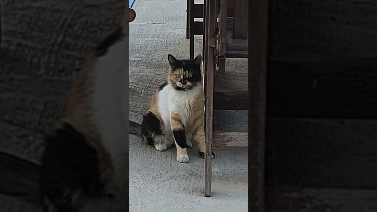 angry 😺 