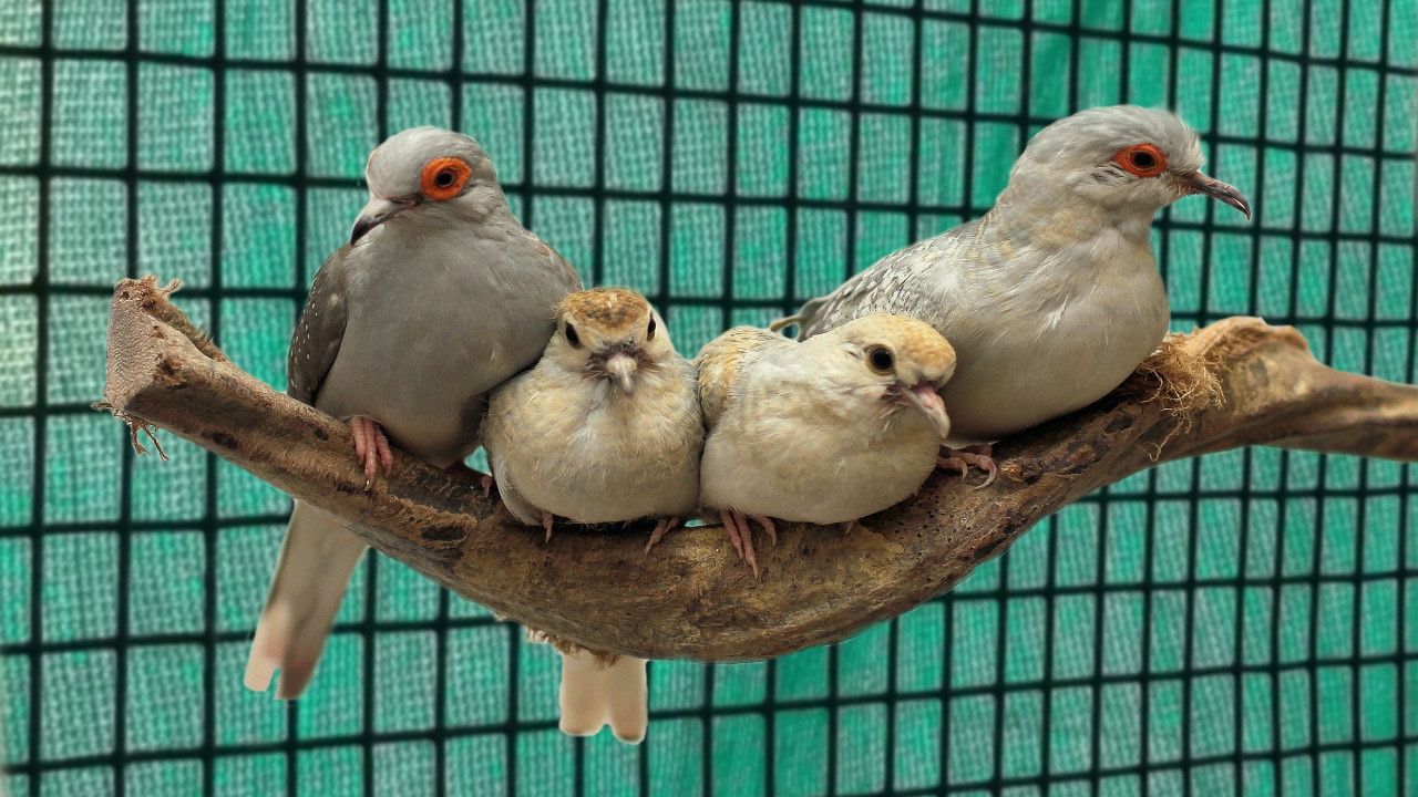 Breeding Diamond Doves