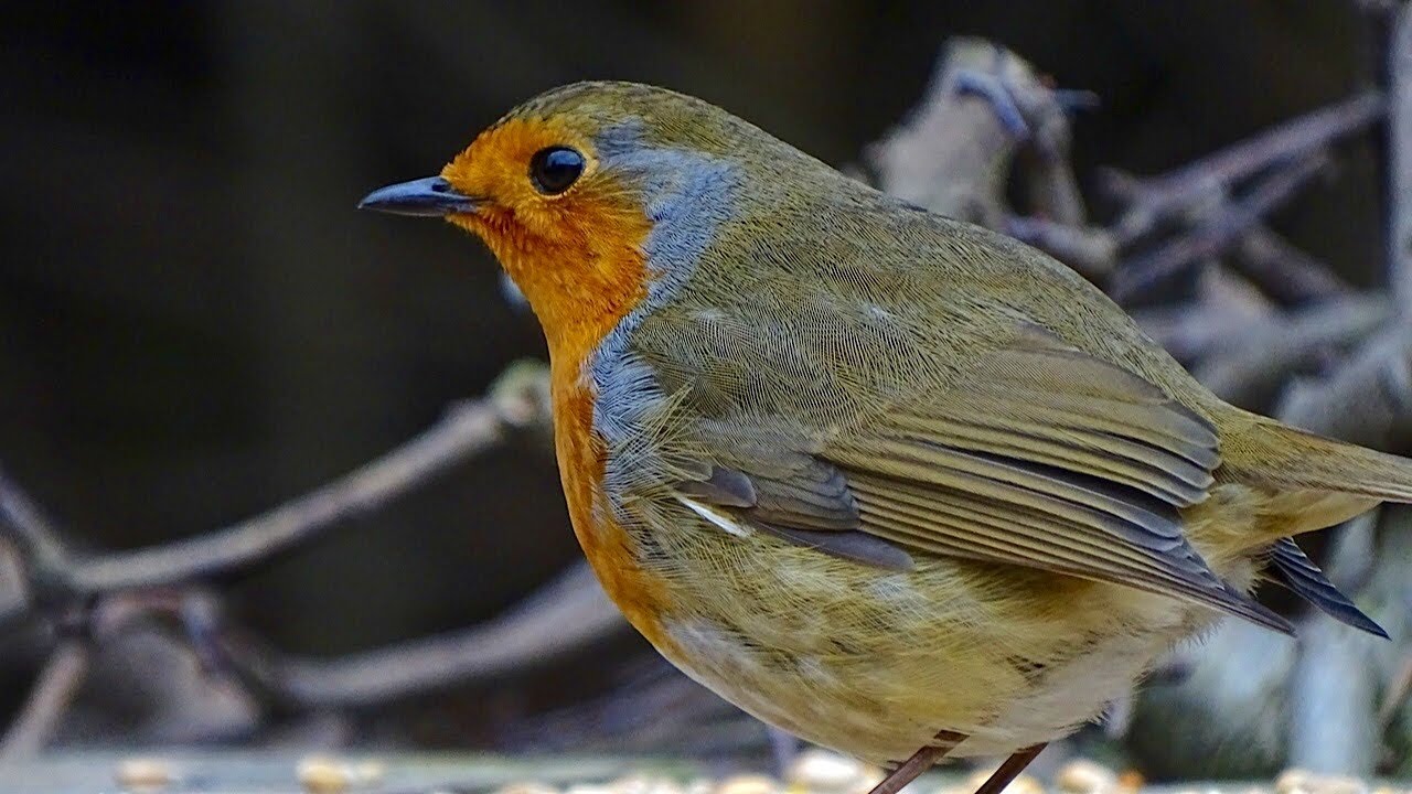 Feathered Feeders