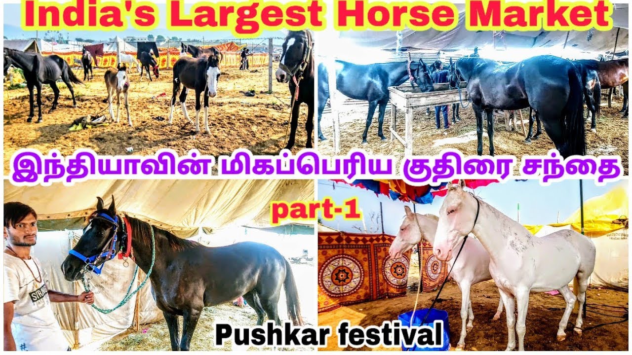 மாபெரும் குதிரை சந்தை புஷ்கர் / Great Horse market Pushkar Festival 2019 | part 1