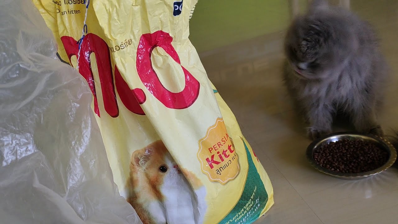 Persian cat (long hair cat)🐈 dry food feeding method N&D, ME-O, ARDEN GRANGE.. #catmanprasanna