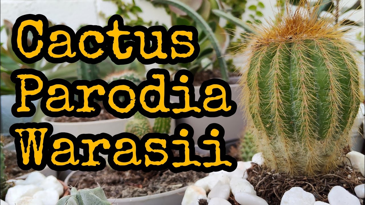 Cactus Parodia Warasii