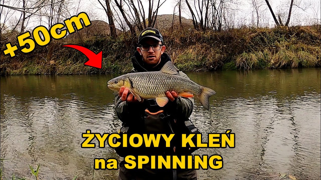 Kleń 55cm na spinning! Rekord życiowy | Jesienny kleń na gumę | Rzeka Ropa | Chub fishing