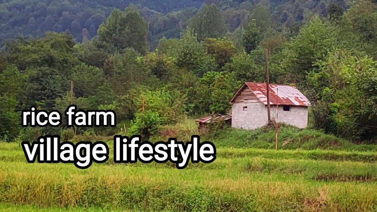 village lifestyle,  rice farm, Rural agriculture, iran روستایی زیبا در رحیم آباد گیلان