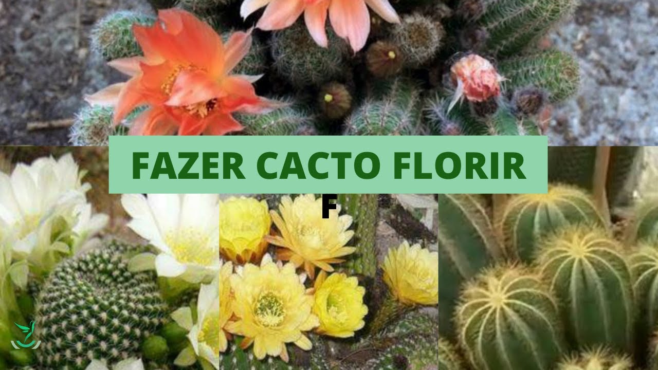 COMO FAZER CACTO FLORIR -  APRENDA FAZER CACTO FLORIR