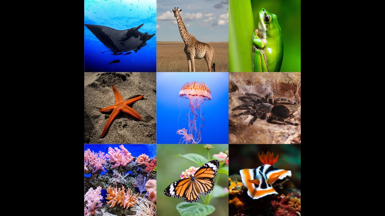 A2 Biology - Plant & Animal Kingdoms