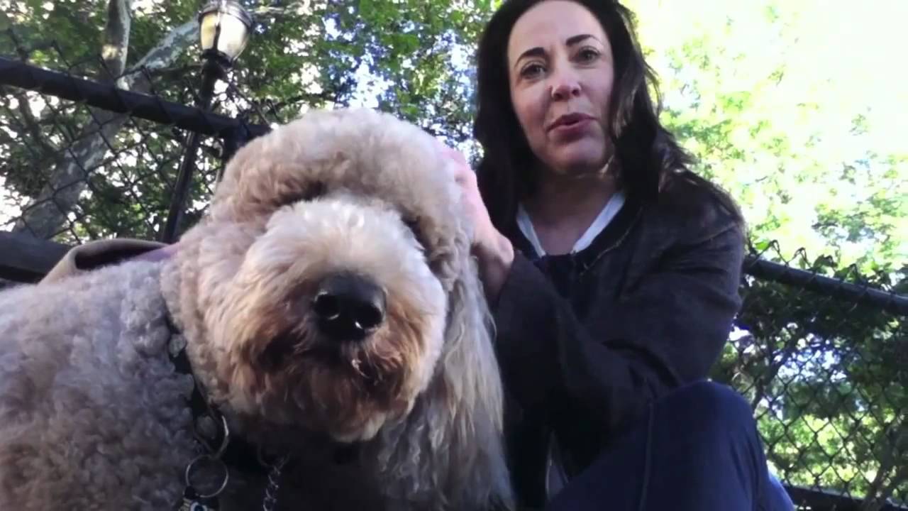 i Love Dogs Presents The Poodle