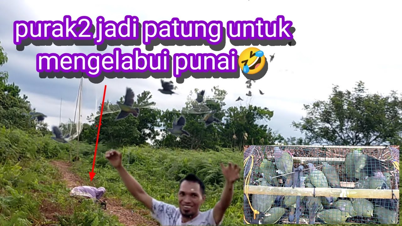 Pasang jaring di markas burung punai#alhamdulillah#kedatangan#sudah  @jasmanchannel9959