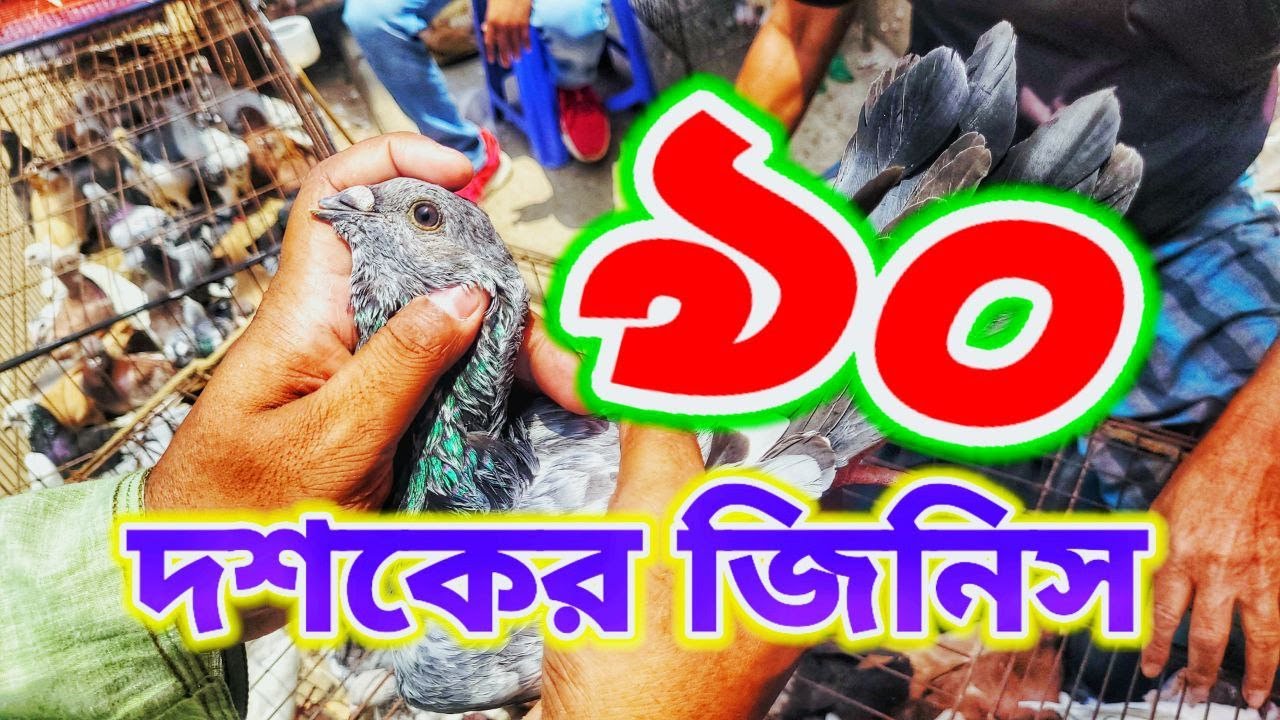 মিরপুর কবুতরের হাট এ কিছু পুরান আমলের কবুতর 😱 | Miraj Pigeon