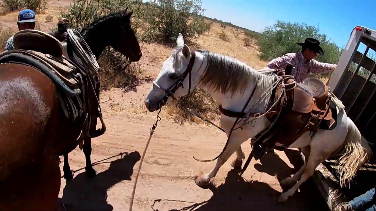 Apaches at Reed Ranch