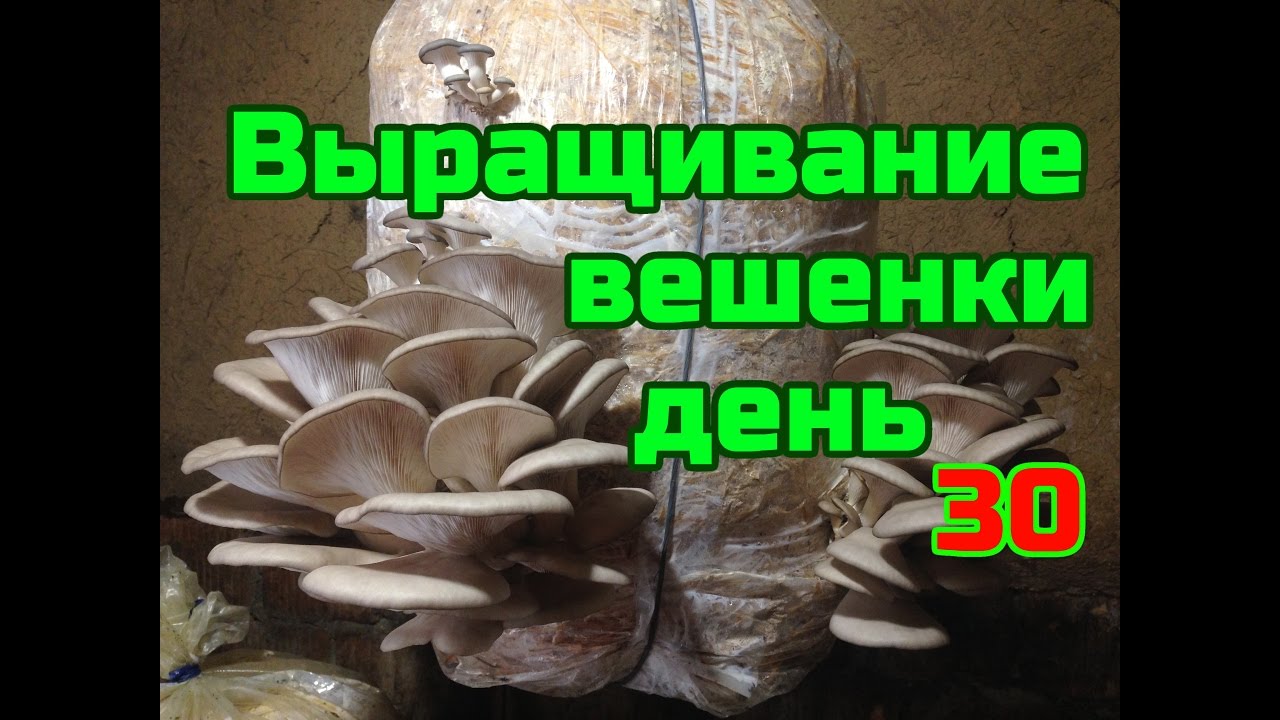 ВЫРАЩИВАНИЕ ВЕШЕНКИ ДЕНЬ 30 (СБОР УРОЖАЯ)
