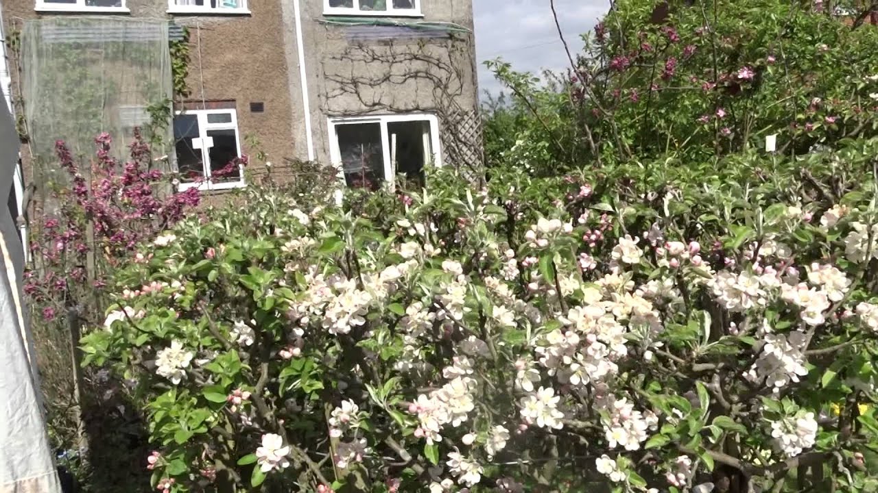 Julie's Allotment - Nigel Gives a Tour of his Apple Trees - 27th April 2015