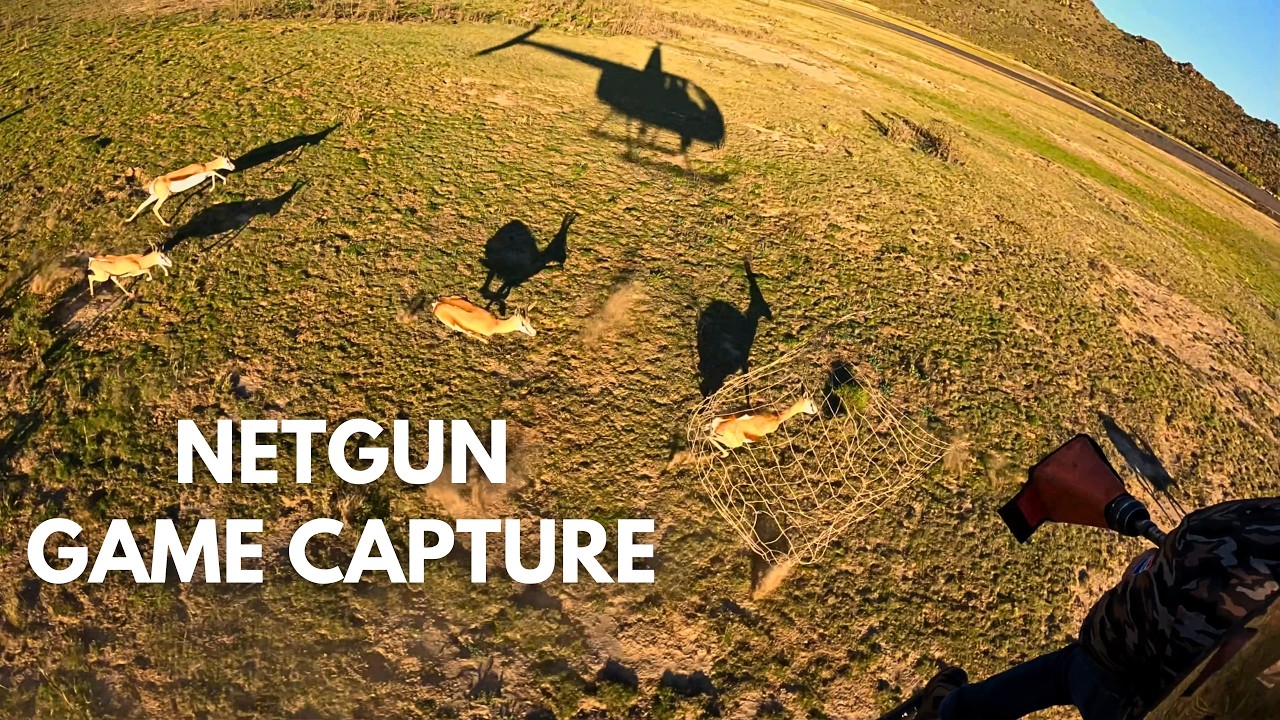 NETGUN SPRINGBUCK CAPTURE - Mega Springbuck