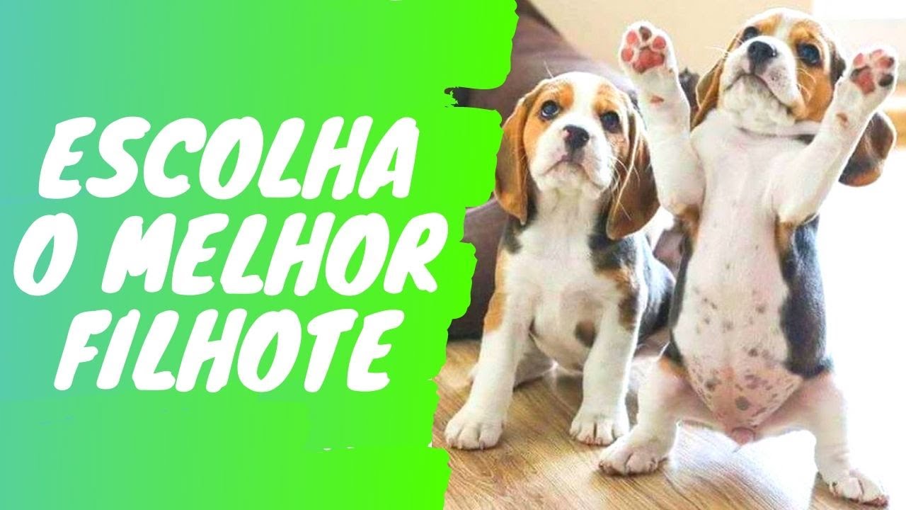 APRENDA A ESCOLHER O MELHOR FILHOTE DE UMA NINHADA | Amigo Caçador - Rogério Amaro