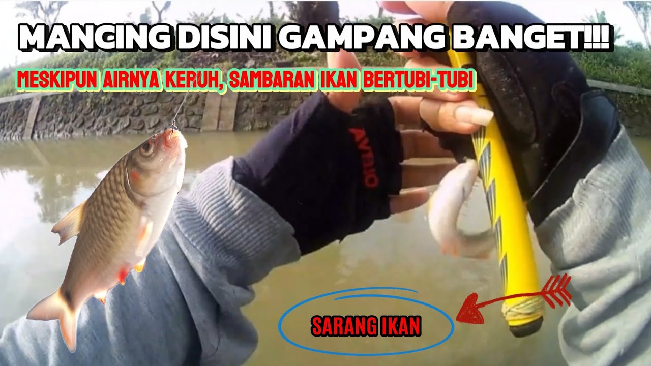 TEBAK APA YANG TERJADI, JIKA NEKAT MANCING WADER PAKAI UMPAN ULAT KANDANG!!!#episode32