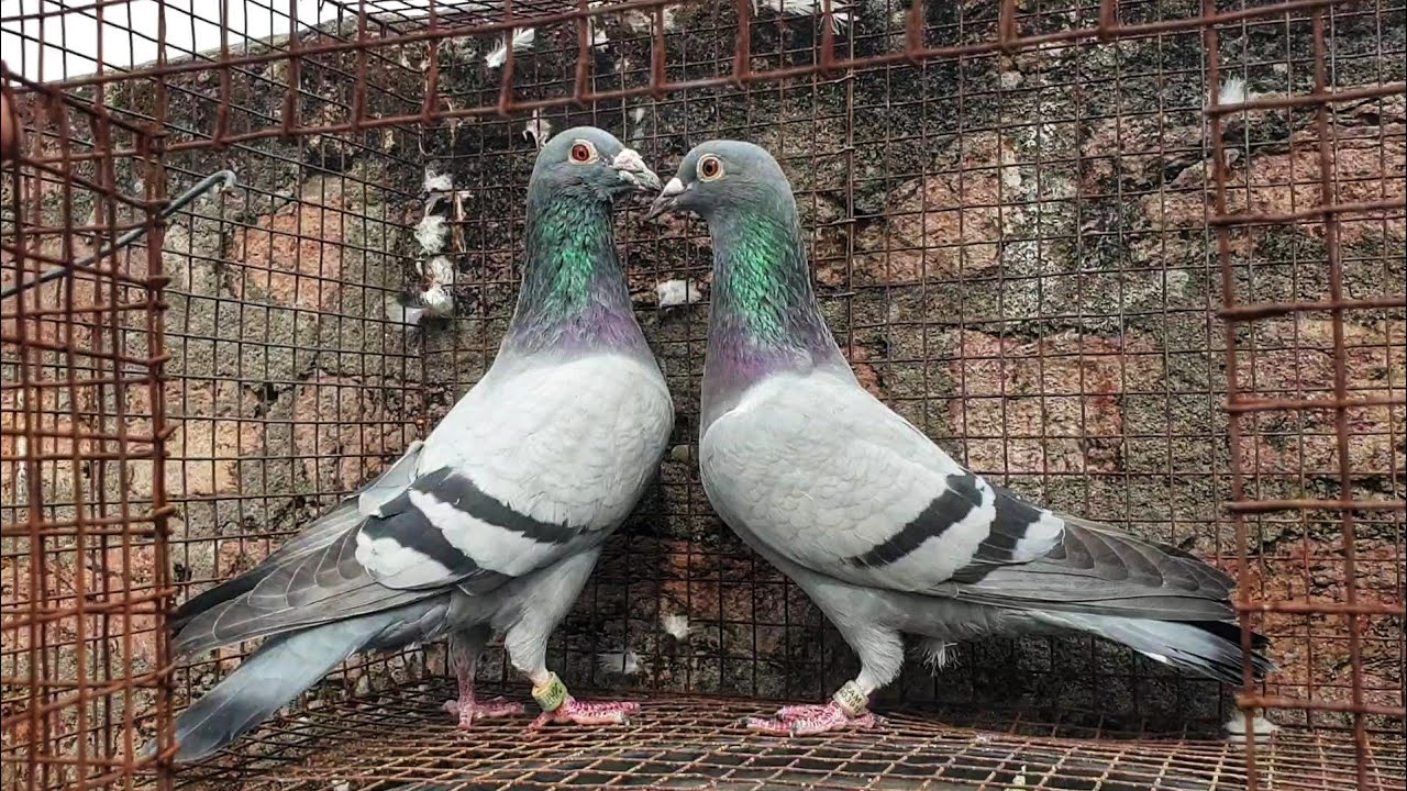 IMPORTED LINES RACING HOMER PAIRS ( HHPC) FOR SALE IN HYDERABAD!!