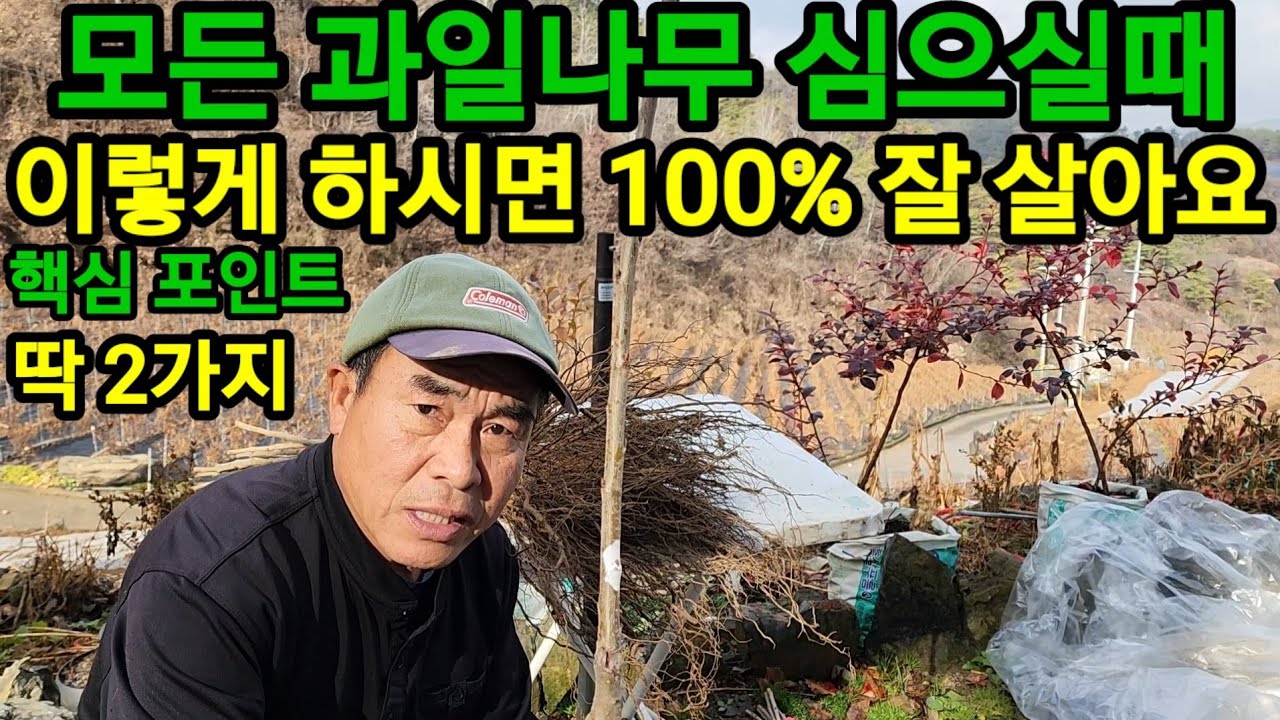 가을 체리묘목 이렇게 심으시면 절대로 안주고 잘살아요
