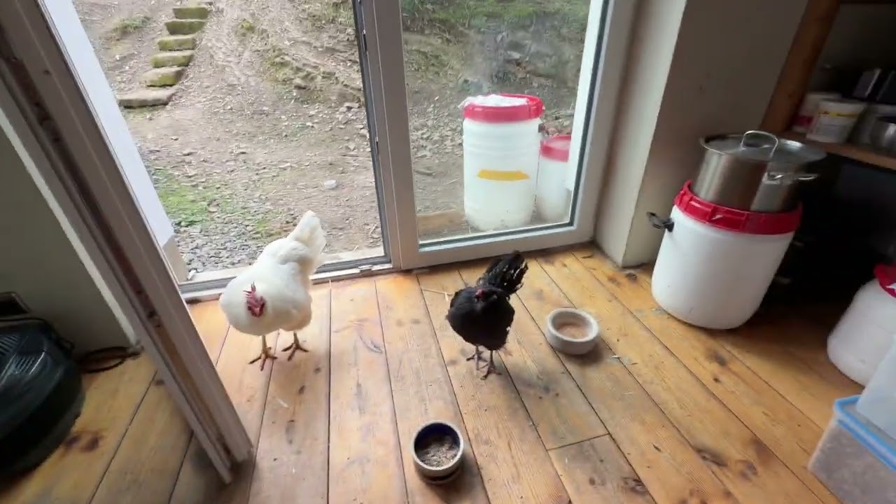 Gilly - ein Huhn kennt seinen Weg und auch den Umweg – Kommunikation mit Hühnern 🐔