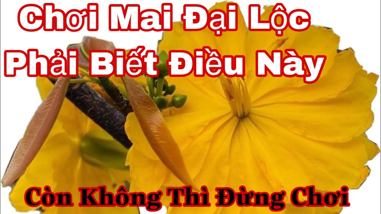 Mai đại Lộc v&agrave; những điều cần phải biết khi chơi