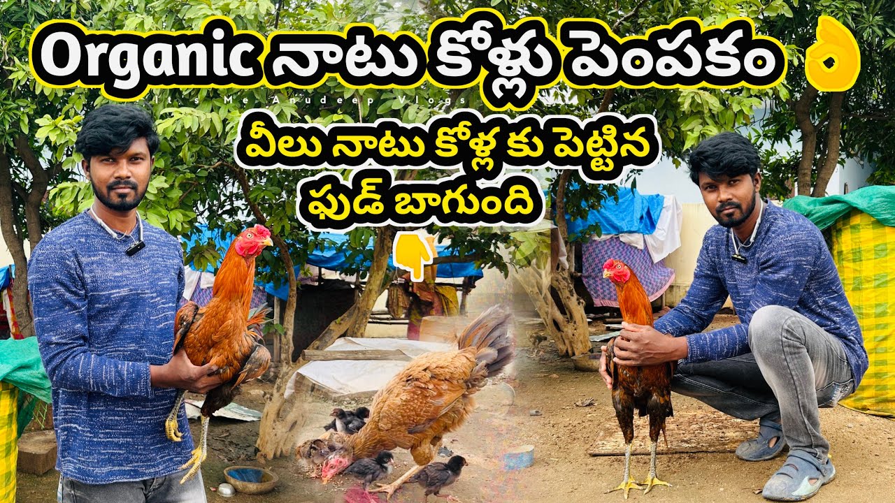 Country Chicken Organic Natu Kollu Farming In Organic Way | నాటు కోళ్లు పెంపకం 👌| It's Me Anudeep 