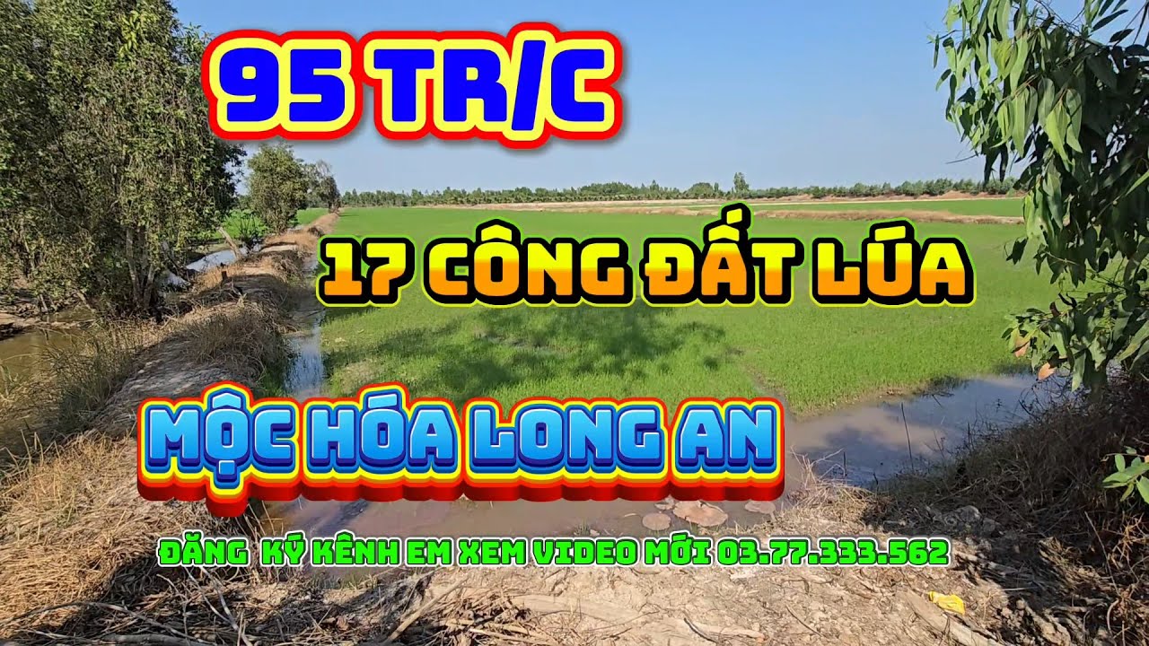 BÁN RẺ  17 CÔNG ĐẤT LÚA  GIÁ  CHỈ  95 TR/C  ,MỘC HÓA LONG AN, NHANH  TAY  ANH  CHỊ ƠI
