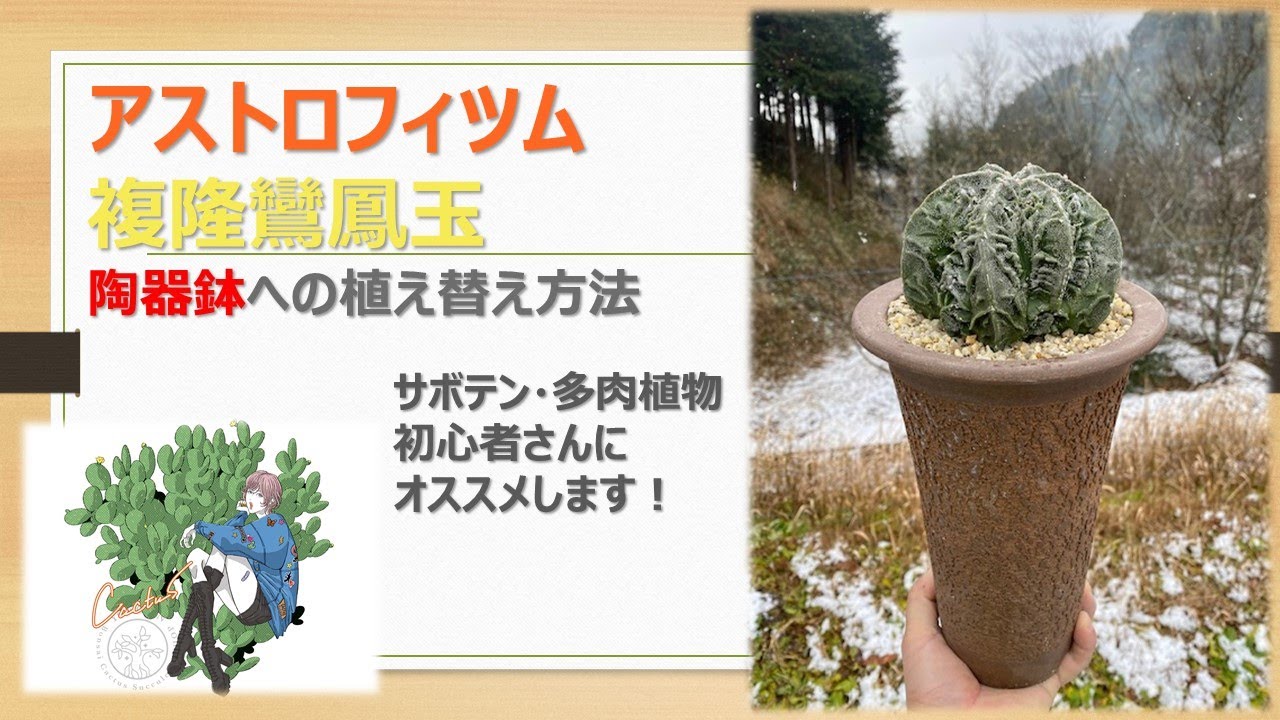 【 サボテン 】アストロフィツム・複隆鸞鳳玉の植え替え、育て方のポイント