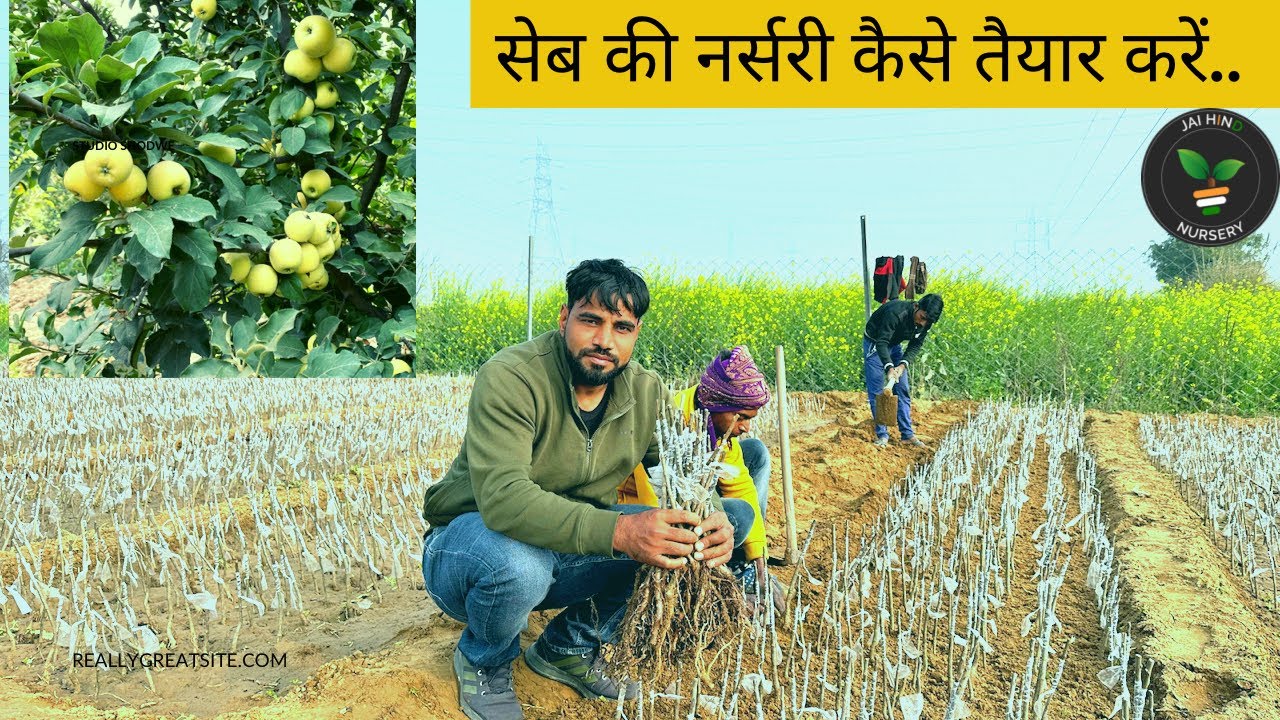 सेब के पौधों की नर्सरी कैसे तैयार करे? Apple Nursery