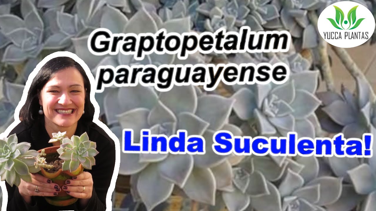 Graptopetalum paraguayense - Linda suculenta!