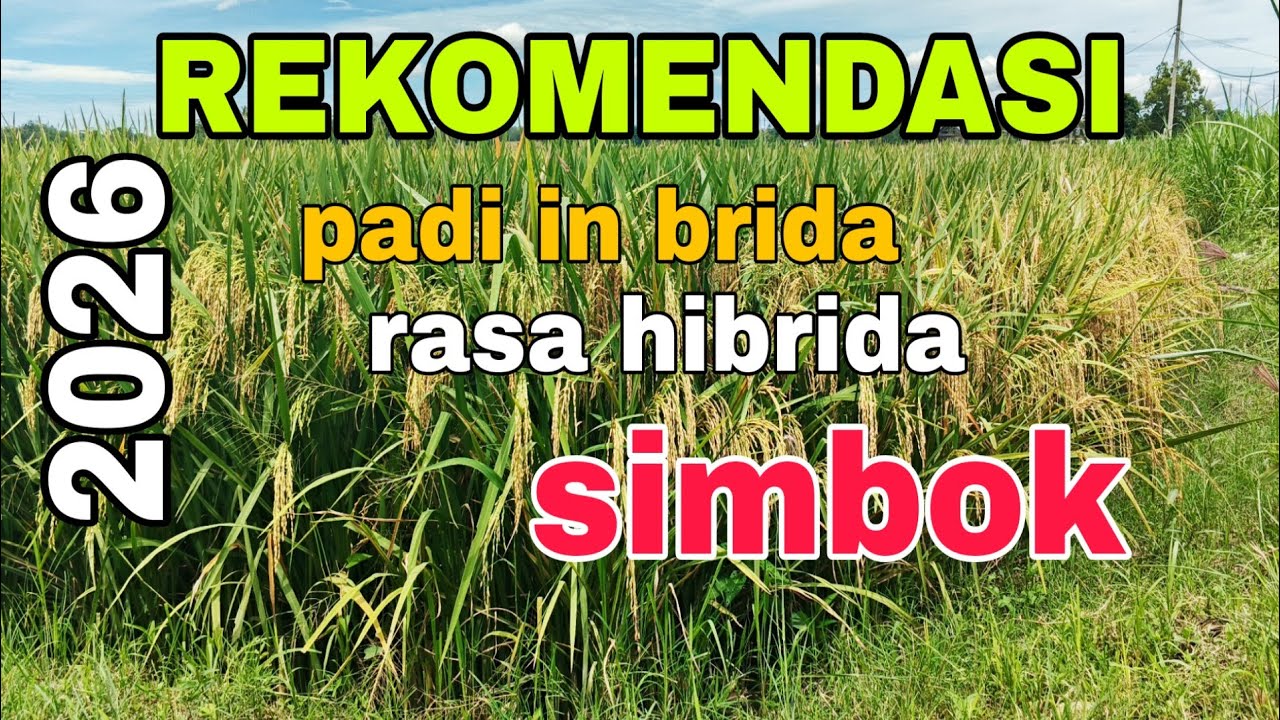 JENIS PADI VIRAL 2025 ?? SIMBOK INBRIDA RASA HIBRIDA