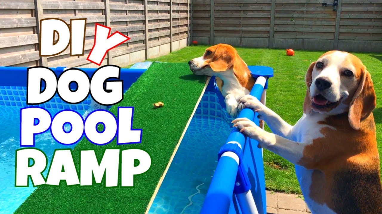 DIY Dog Pool Ramp : Cute and Funny Beagle Dogs