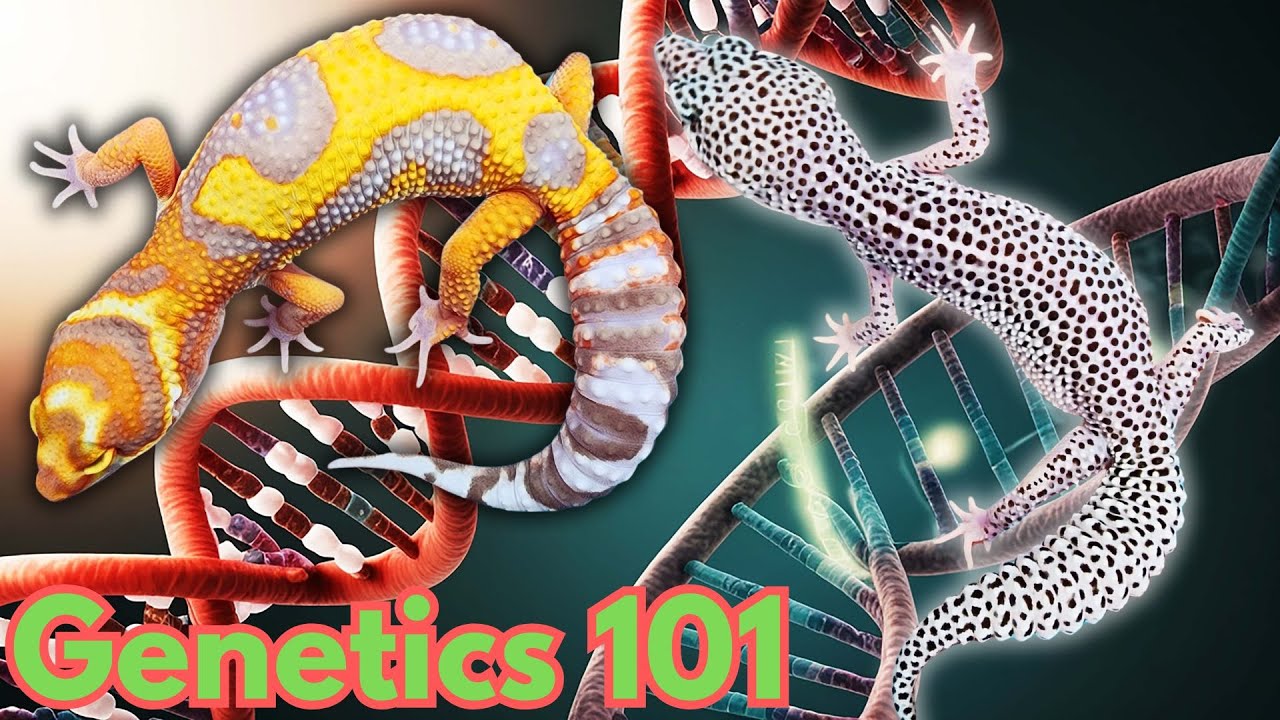 Генетика леопардового геккона 101: Почему ХРОМОСОМЫ являются основой разведения леопардового гекк...