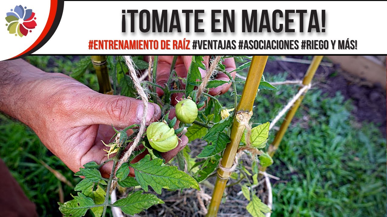🍅 ¡ACELERA tu COSECHA de TOMATES en MACETA! ¡ENTRENA sus RAÍCES! + ¡LOS MEJORES TRUCOS! 🔥