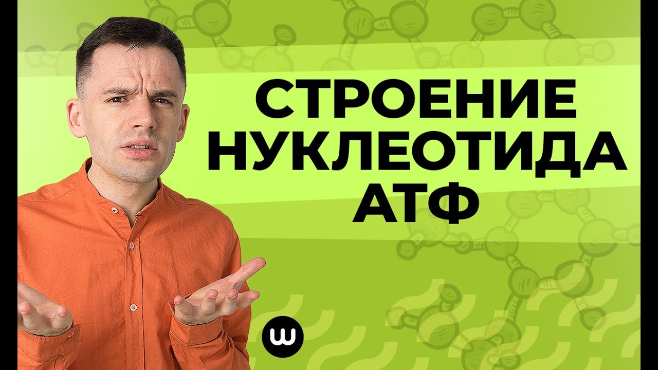 Строение нуклеотида АТФ | ЕГЭ Биология | Даниил Дарвин