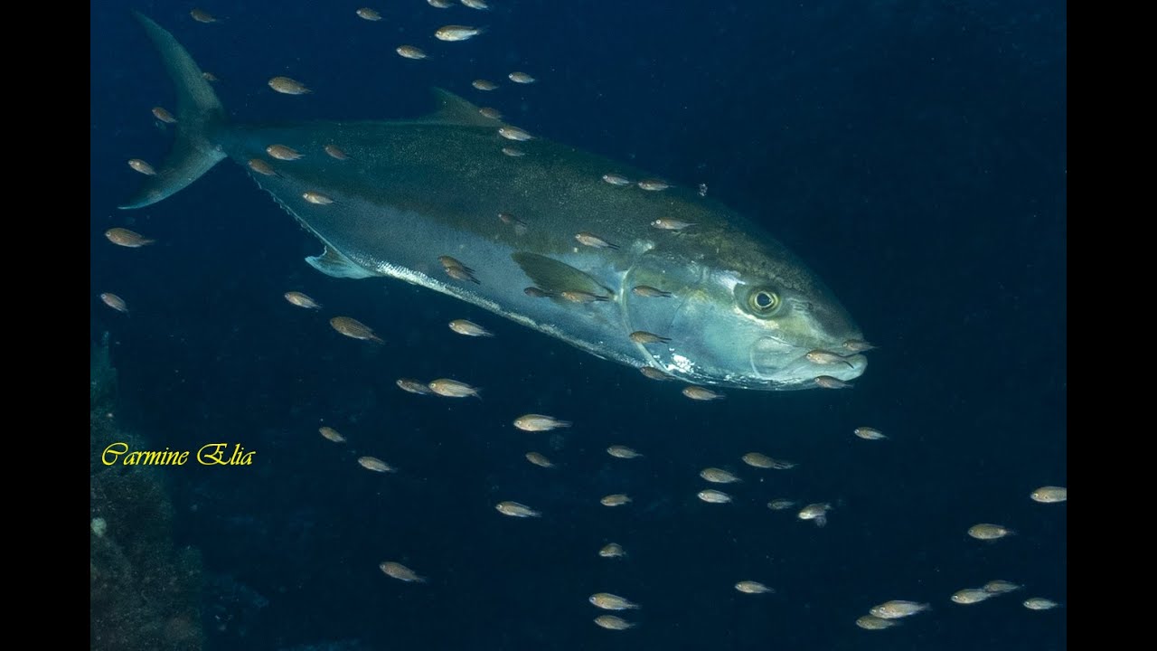 Ustica, la meraviglia di 10 immersioni in pochi minuti di video. Settembre 2021