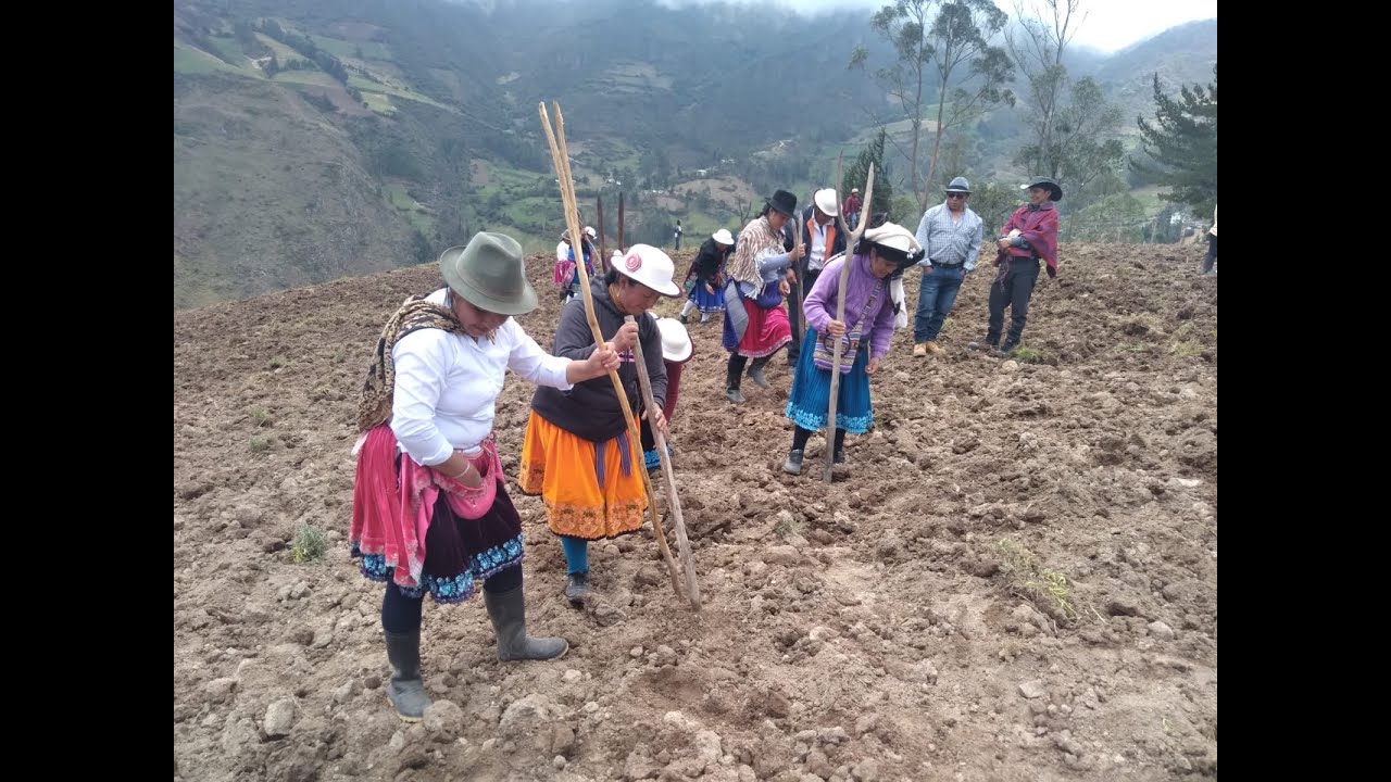 siembra de Maiz en Chuchucan,Casa Hacienda(Cañar_Ecuador)
