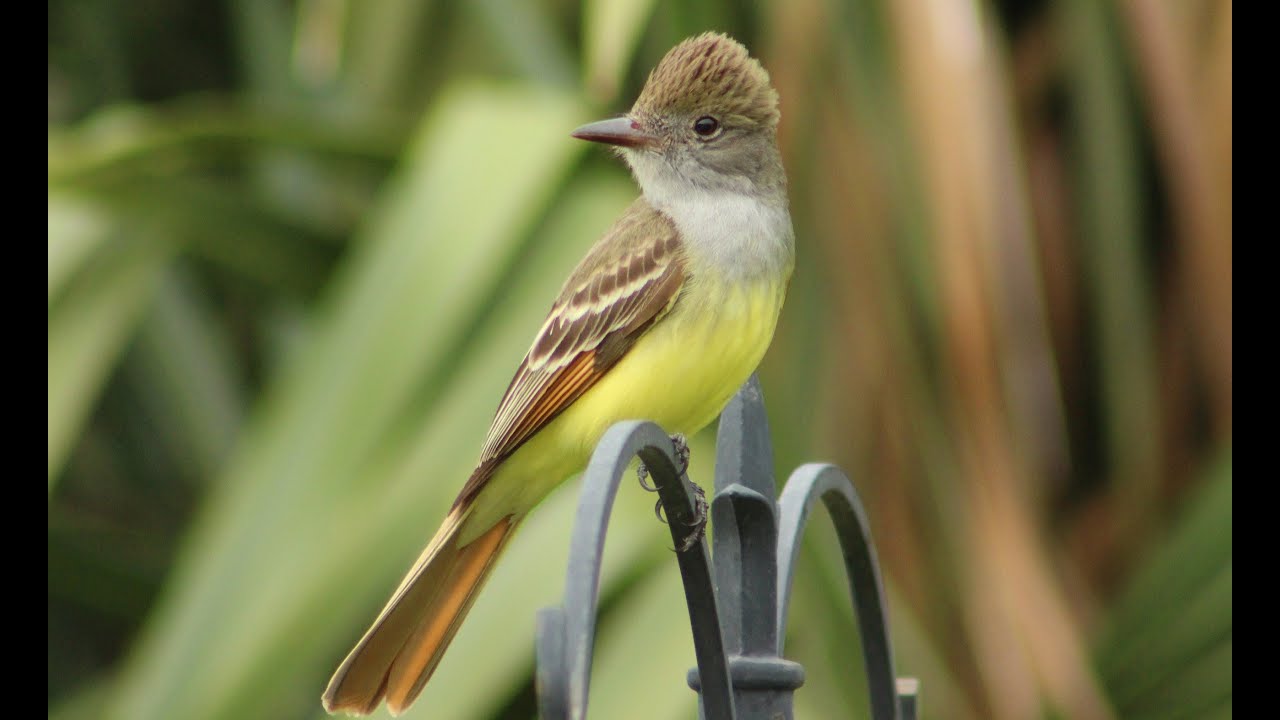 Great Crested Flycatcher Calls - Up Close!