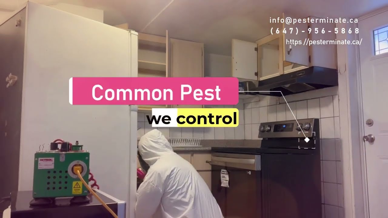 Best Pest Control Service  in Toronto