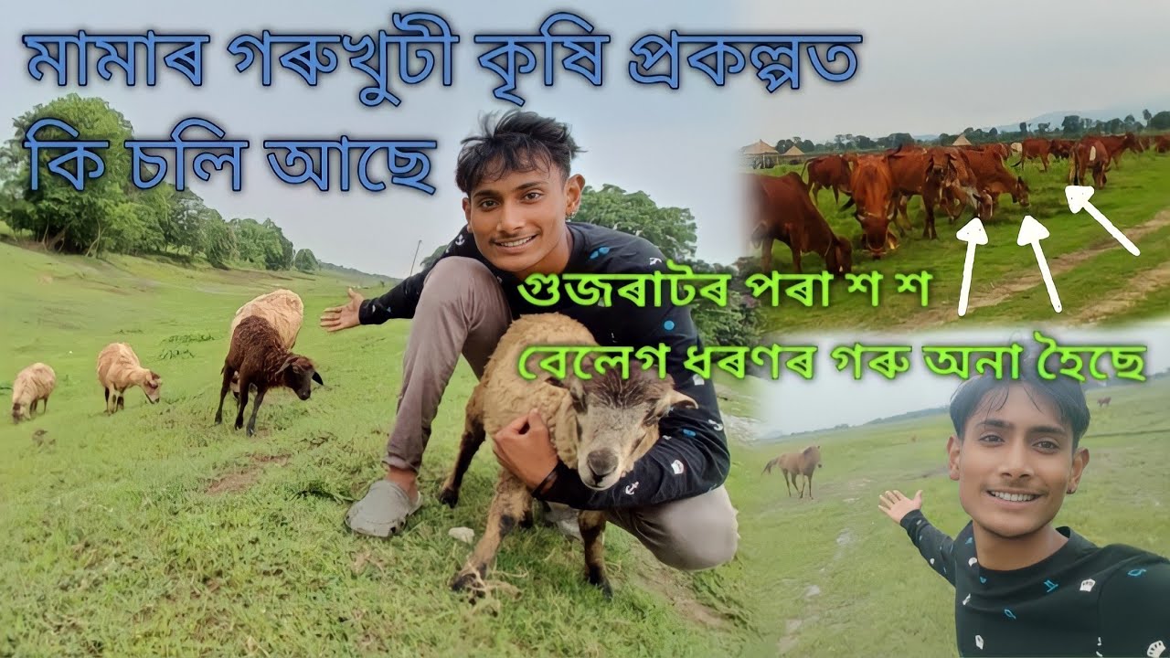 Assam Chief Minister Himanta biswa Sarma Garukhuti Project ।। গৰুখুটী কৃষি প্ৰকল্প ।।