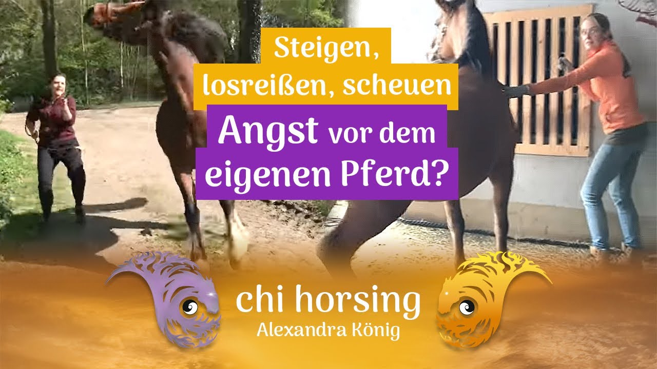 Steigen, losreißen, scheuen - Angst vor dem eigenen Pferd? Sicherheit durch Pferdesprache