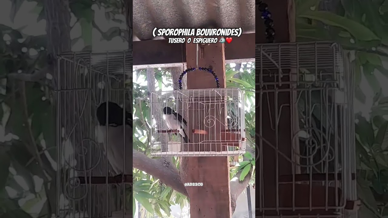 Canto de Tusero / Espiguero de lesson melodioso🎶🐦🤍🖤
